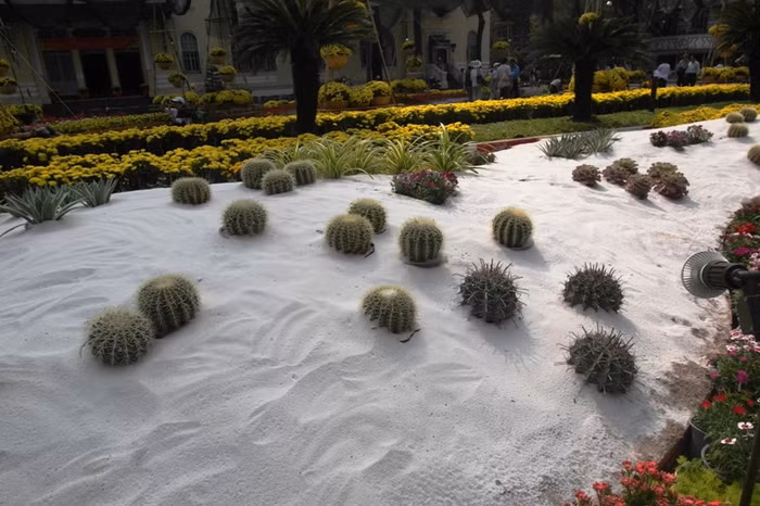 Những cây xương rồng mọc trên "sa mạc"....