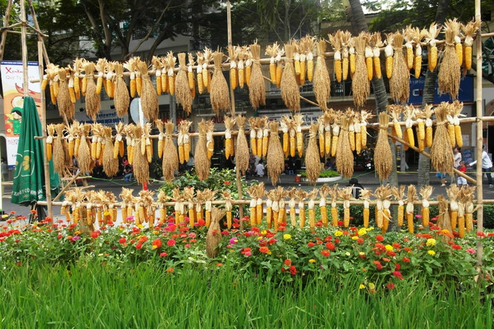 Những trái bắp giống đang nằm phơi nắng bên bờ ruộng. Những trái bắp giống đang nằm phơi nắng bên bờ ruộng.