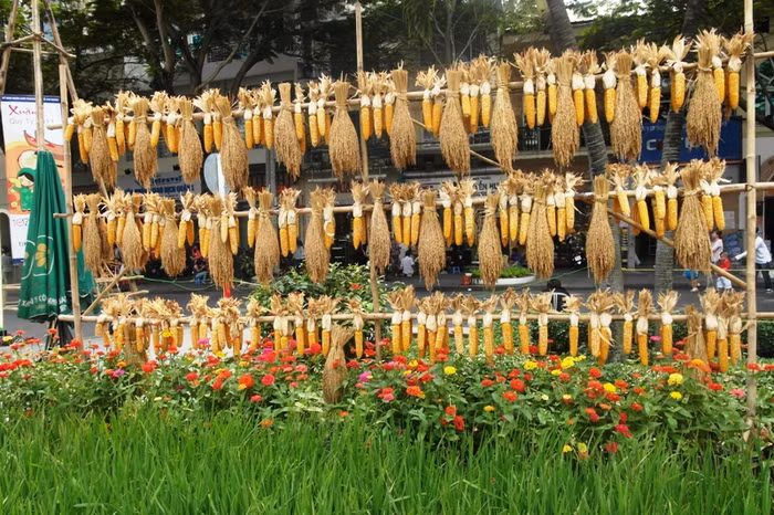 Những trái bắp giống đang nằm phơi nắng bên bờ ruộng.