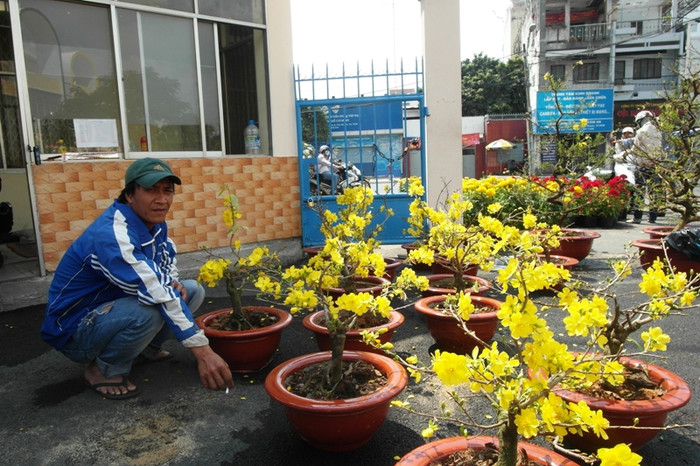 Anh Nam đang cố nán lại, hy vọng có người mua những chậu mai này. Mang từ Bến Tre lên TP.HCM khoảng 30 chậu mai, nhưng đến nay anh chỉ bán được 10 chậu. Anh Nam nói: "Năm nay người dân ít tiền, họ không mua mai nhiều. Hôm nay tui giảm giá xuống gần phân nửa, chỉ còn 200 ngàn một chậu mà không thấy ai mua". Anh Nam đang cố nán lại, hy vọng có người mua những chậu mai này. Mang từ Bến Tre lên TP.HCM khoảng 30 chậu mai, nhưng đến nay anh chỉ bán được 10 chậu. Anh Nam nói: "Năm nay người dân ít tiền, họ không mua mai nhiều. Hôm nay tui giảm giá xuống gần phân nửa, chỉ còn 200 ngàn một chậu mà không thấy ai mua".