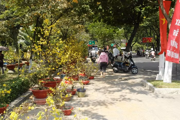 Mai "ế" ở công viên Hoàng Văn Thụ. Mai "ế" ở công viên Hoàng Văn Thụ.