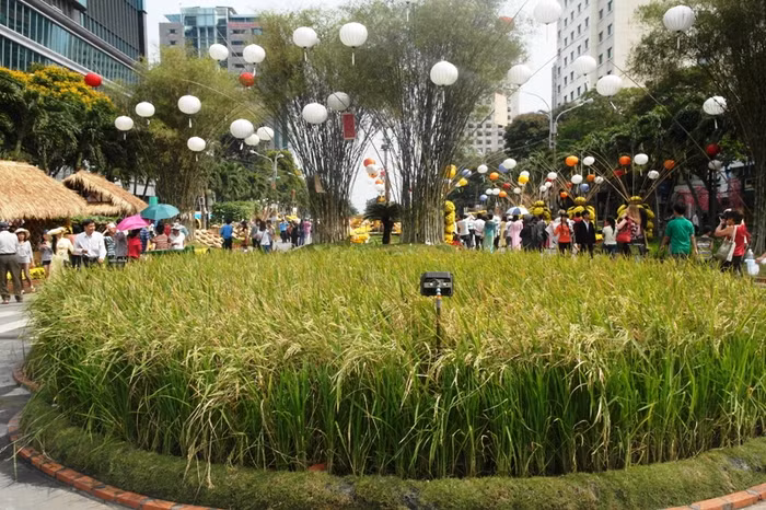 Cánh đồng lúa đang trĩu hạt chờ người gặt lọt thỏm giữa những ngôi nhà cao tầng hiện đại của TP.HCM.