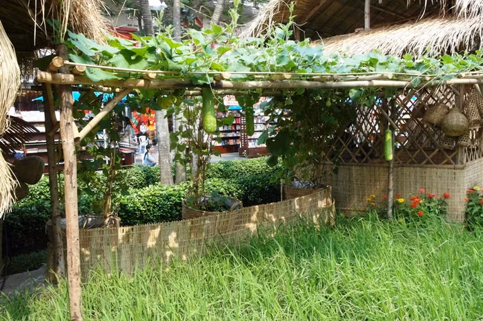 Giàn bầu đu đưa quả bên hiên nhà.