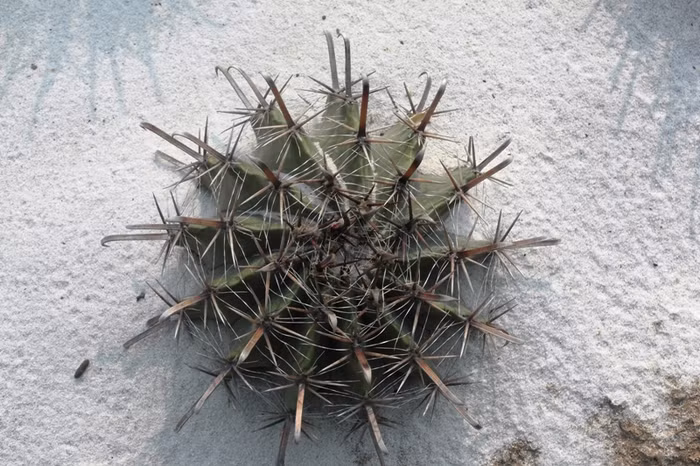 Một loài xương rồng có nguồn gốc từ Châu Phi.