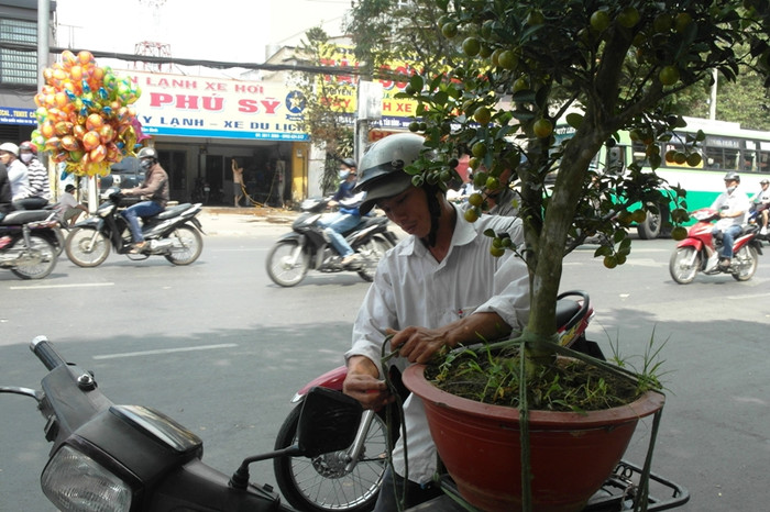 Chậu tắc "hoành tráng" thế này chỉ có giá khoảng 400 ngàn vào chiều 29 Tết. Chậu tắc "hoành tráng" thế này chỉ có giá khoảng 400 ngàn vào chiều 29 Tết.