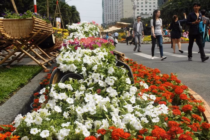 Theo quan sát của phóng viên: Đường hoa năm nay được thiết kế đơn giản, chủng loại hoa không phong phú bằng những năm trước. Đặc biệt, không thấy hiện diện một gốc mai nào tại vườn hoa năm nay, loài hoa báo hiệu mùa xuân của đất phương Nam.