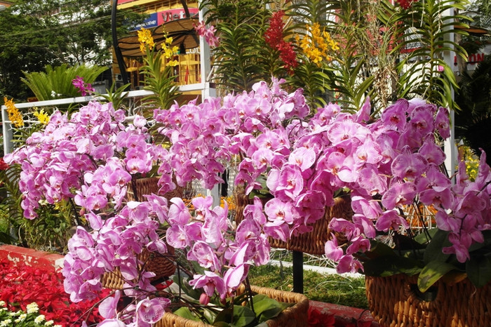 Khu vực hoa lan. Khu vực hoa lan.