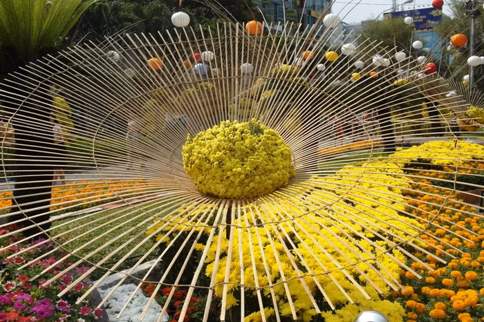 Hoa cúc vàng, đón ánh nắng xuân.