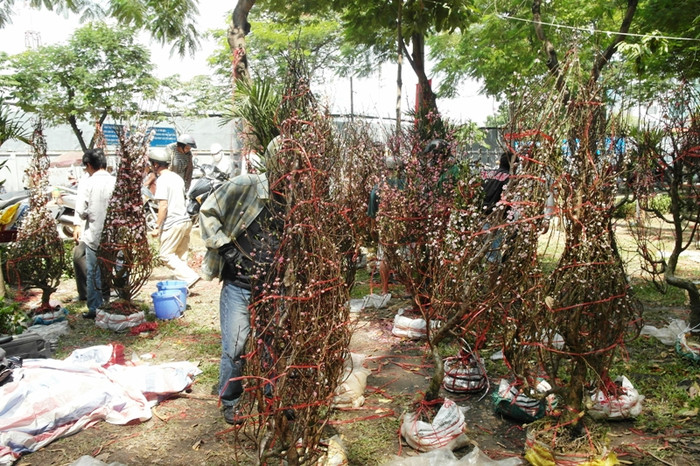 Những gốc đào to, nhiều hoa thế này chỉ có giá khoảng 400 - 500 ngàn vào chiều 29 tết. Những gốc đào to, nhiều hoa thế này chỉ có giá khoảng 400 - 500 ngàn vào chiều 29 tết.