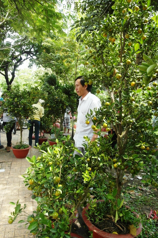 Người đàn ông này lộ vẻ mặt lo lắng vì những chậu tắc đang không có người mua. Ông đã giảm giá một chậu tắc xuống so với những ngày trước 100 ngàn đồng/chậu. Người đàn ông này lộ vẻ mặt lo lắng vì những chậu tắc đang không có người mua. Ông đã giảm giá một chậu tắc xuống so với những ngày trước 100 ngàn đồng/chậu.