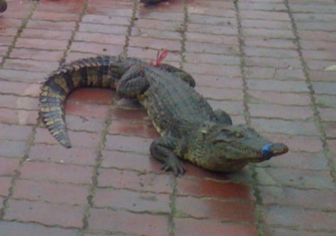 Những con cá sấu này chỉ được buộc một sợi dây rất nhỏ ở miệng và hai chân sau. Những con cá sấu này chỉ được buộc một sợi dây rất nhỏ ở miệng và hai chân sau.