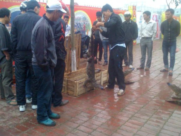 Có rất nhiều người tập trung xem thịt cá sấu và mua thử về ăn. Có rất nhiều người tập trung xem thịt cá sấu và mua thử về ăn.