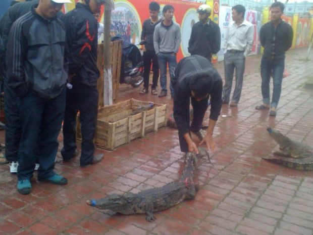 Một con cá sấu chuẩn bị đem hành quyết. Một con cá sấu chuẩn bị đem hành quyết.