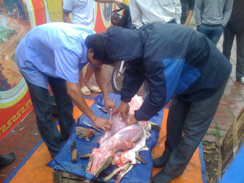 Cá sấu được nhóm thanh niên đem lột da, xẻ thịt bày bán công khai trên vỉa hè. Cá sấu được nhóm thanh niên đem lột da, xẻ thịt bày bán công khai trên vỉa hè.