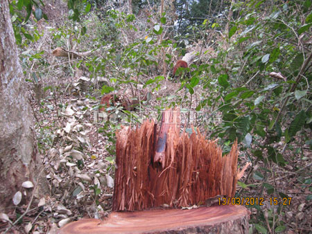 Một gốc nghiến bị đốn hạ tại nơi chỉ cách hồ khoảng 20 mét. Một gốc nghiến bị đốn hạ tại nơi chỉ cách hồ khoảng 20 mét.