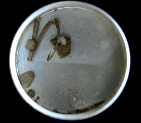 Hộp đựng mẩu đất và lá cỏ dính máu Gandhi. Ảnh: Internet.