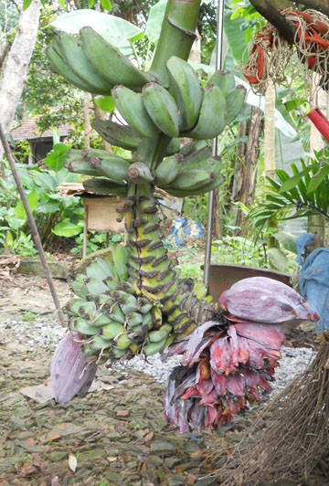 Buồng chuối lạ. Buồng chuối lạ.