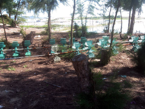 Rừng phi lao bị đốn hạ để làm cừ hồ nuôi tôm. Ảnh: Đức Huy