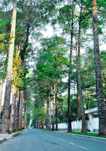 Những con đường nhiều cây thật đẹp, vẫn có những khoảnh khắc yên tĩnh trên những con đường. Ảnh chụp tại đường Nguyễn Bỉnh Khiêm. Ảnh: Trần Lâm Thịnh.