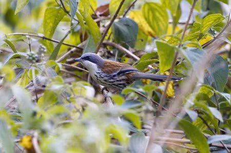 Do nguồn dữ liệu về chim Mi Langbian quá ít ỏi (chỉ mới được mô tả hai lần vào năm 1939 và 1994), vùng phân bố lại hạn hẹp nên Sách đỏ của Tổ chức Bảo tồn Thiên nhiên Quốc tế đã xếp chúng vào danh sách loài nguy cấp, có nguy cơ tuyệt chủng cao trong tự nhiên.