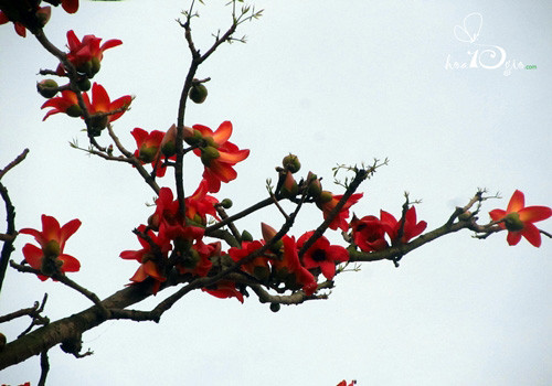 Góc ảnh độc giả: Những đứa trẻ "được mùa" hoa gạo ảnh 6