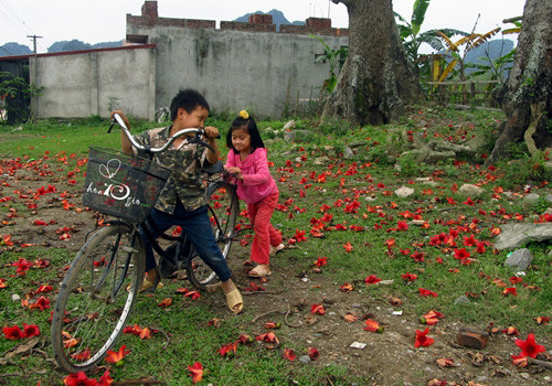 Vui đùa cùng hoa Gạo.