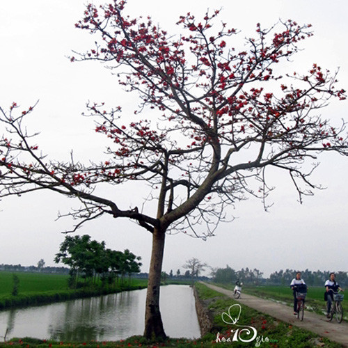 Hình ảnh cây Gạo thân thuộc soi bóng xuống dòng kênh xanh.