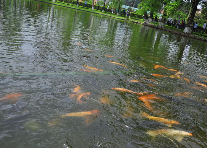 Ao cá Bác Hồ hiện có 20 loài cá sinh sống. Chiếm đa số là loại chép vàng, cá mè… Ao cá Bác Hồ hiện có 20 loài cá sinh sống. Chiếm đa số là loại chép vàng, cá mè…