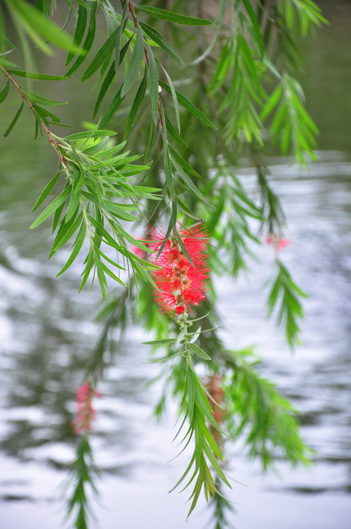 Những cây liễu mùa đơm hoa đang rủ xuống mặt nước làm cho ao cá càng trở lên đẹp và thơ mộng hơn. Những cây liễu mùa đơm hoa đang rủ xuống mặt nước làm cho ao cá càng trở lên đẹp và thơ mộng hơn.