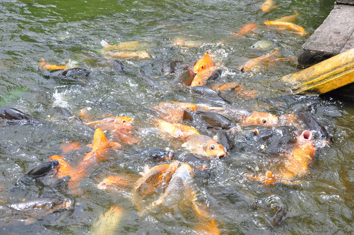 Ao cá có diện tích 3.320 m², sâu 3 m, có nhiều loài cá được thả tại đây. Ao cá có khoảng 5 tấn cá các loại. Ao cá có diện tích 3.320 m², sâu 3 m, có nhiều loài cá được thả tại đây. Ao cá có khoảng 5 tấn cá các loại.