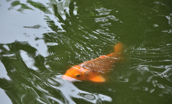 Cá chép vàng. Cá chép vàng.