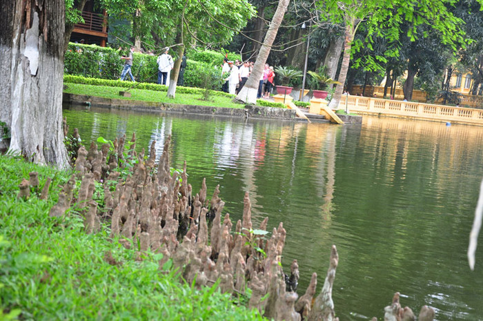 Cây Bụt Mọc quanh ao cá cũng tạo được ấn tượng và sự tò mò với nhiều người khi mới tới đây lần đầu. Cây Bụt Mọc quanh ao cá cũng tạo được ấn tượng và sự tò mò với nhiều người khi mới tới đây lần đầu.