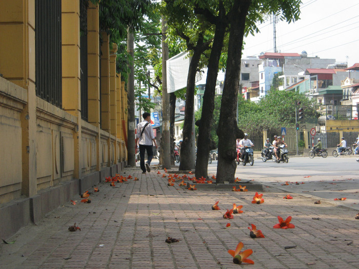 Hoa rụng trên vỉa hè như một thảm đỏ. Hoa rụng trên vỉa hè như một thảm đỏ.