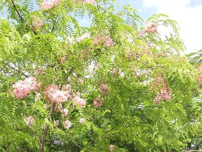 Những chùm hoa rực rỡ bên nền lá xanh. Những chùm hoa rực rỡ bên nền lá xanh.