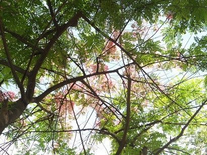 Vươn mình đón nắng. Vươn mình đón nắng.