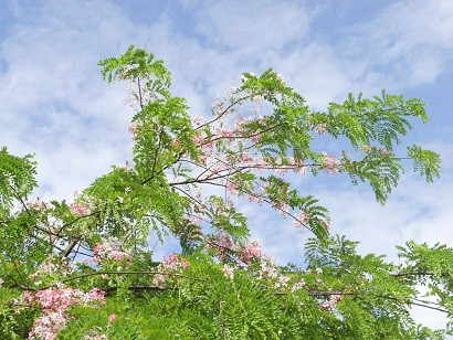 Vươn cao trên nền trời xanh ngắt. Vươn cao trên nền trời xanh ngắt.