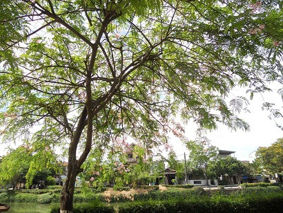 Những nhánh cây tủa ra càng thêm rực rỡ. Những nhánh cây tủa ra càng thêm rực rỡ.