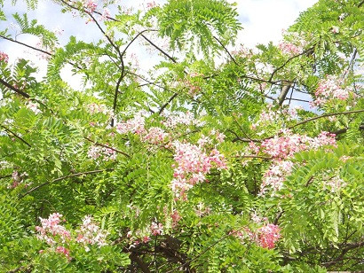 Hoa chen chúc với lá. Hoa chen chúc với lá.