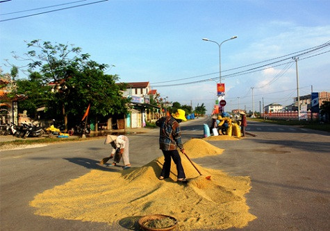 Phơi lúa cho khén trước khi đem cất vào bồ.