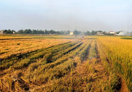 Những cánh đồng được trải kín bởi một màu vàng rực rỡ.