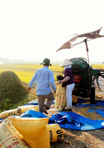Lúa được gom vào bao mang về.