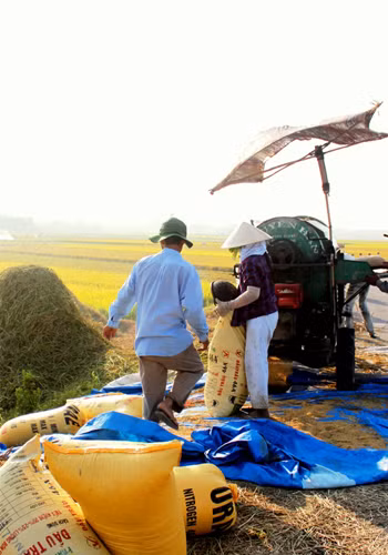 Lúa được gom vào bao mang về.