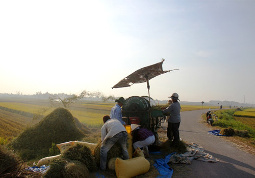 ...đưa đến máy tuốt lúa.