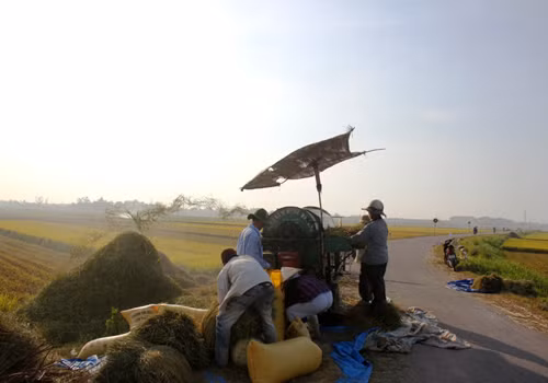 ...đưa đến máy tuốt lúa.