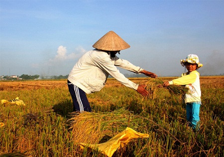 Em bé mới 6 tuổi cũng đã biết theo ba mẹ ra đồng, đi nhặt những cọng lúa còn sót đem về cho ba bó lại.