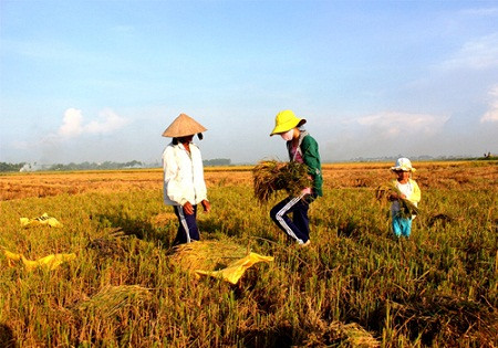 Người nông dân phải đánh đổi những ngày dãi nắng dầm mưa, đổi những hạt mồ hôi lấy hạt thóc đem về.
