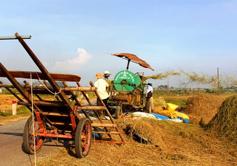 Không khí rộn ràng của mùa gặt, khắp nơi đều có thể nhìn thấy những cây rơm bay cao lên trời rồi rơi xuống thành từng đống.