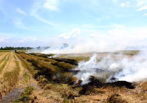 Rơm rạ còn sót lại được đem đốt, nước cũng được bơm vào ngay để kịp mùa lúa hè thu sắp tới...