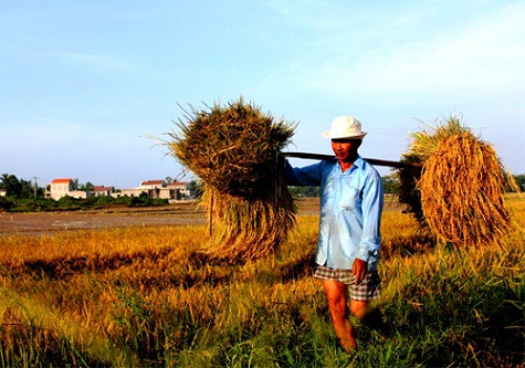 ừng bó lúa nặng trĩu được gánh về.