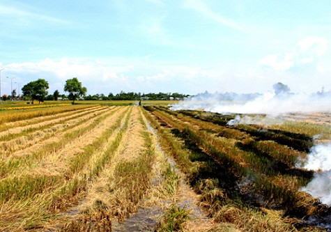 Những ruộng lúa đã gặt xong cũng rất đẹp.